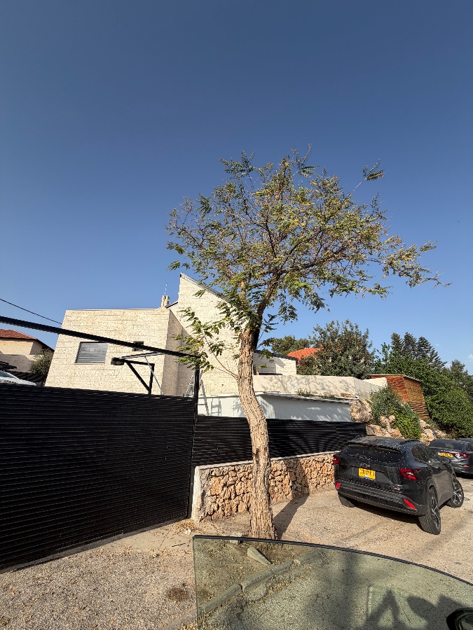 ‏גיזום עץ ליד הבית